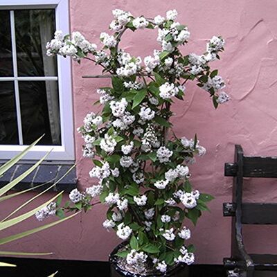 GardenersDream Rosendeutzie 'Mont Rose' Sommergrüner, winterharter Gartenstrauch GardenersDream Rosendeutzie 'Mont Rose' Sommergrüner, winterharter Gartenstrauch