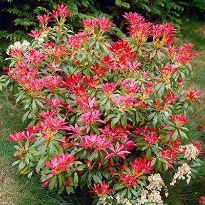GardenersDream Pieris 'Forest Flame' Immergrüner Blühender Strauch Winterharte Kübelpflanzen für Sauren Boden Gartenpflanze Pflegeleicht mit Leuchtendem Austrieb GardenersDream Pieris 'Forest Flame' Immergrüner Blühender Strauch Winterharte Kübelpflanzen für Sauren Boden Gartenpflanze Pflegeleicht mit Leuchtendem Austrieb