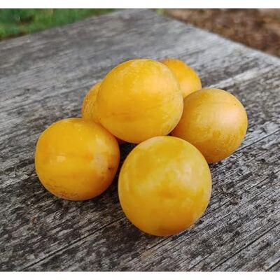 Artländer Pflanzenhof Zwerg-Reneklode `Golden Crimson´, kleinbleibender Obstbaum, ca 100-140cm im 7,5L-Topf Artländer Pflanzenhof Zwerg-Reneklode `Golden Crimson´, kleinbleibender Obstbaum, ca 100-140cm im 7,5L-Topf