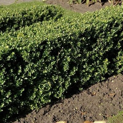 Generic 4 x Ilex crenata 'Dark Green' Japanische Stechpalme in 1 Liter Topf (15-30 cm Höhe) Generic 4 x Ilex crenata 'Dark Green' Japanische Stechpalme in 1 Liter Topf (15-30 cm Höhe)