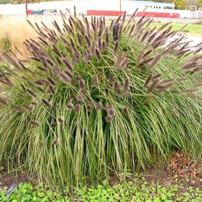 Generic 4 x Lampenputzergras Schwarze Blüte XL – Pennisetum alopecuroides 'Black Beauty' – Winterhartes Ziergras im 3L Topf (20-30 cm Höhe) – Pflegeleicht & Mehrjährig Generic 4 x Lampenputzergras Schwarze Blüte XL – Pennisetum alopecuroides 'Black Beauty' – Winterhartes Ziergras im 3L Topf (20-30 cm Höhe) – Pflegeleicht & Mehrjährig