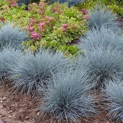 Generic 12 x Festuca glauca 'Elijah Blue' Blauschwingel in 9x9cm Topf Generic 12 x Festuca glauca 'Elijah Blue' Blauschwingel in 9x9cm Topf