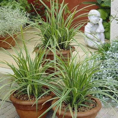 Generic 6 x Carex morrowii 'Ice Dance' Weißrandige Japan-Segge in 9x9cm Topf Generic 6 x Carex morrowii 'Ice Dance' Weißrandige Japan-Segge in 9x9cm Topf