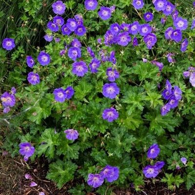 Generic 12 x Geranium Rozanne Storchschnabel in 9x9cm Topf Generic 12 x Geranium Rozanne Storchschnabel in 9x9cm Topf