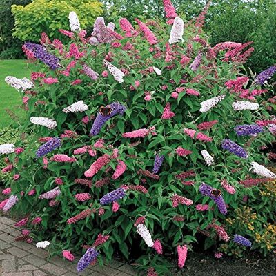 GardenersDream Schmetterlingsflieder Tricolor Sommerflieder winterhart, 17 cm Topf Winterharter Schmetterlingsflieder bienenfreundlicher Zierstrauch, blüht Sommer bis Herbst, mehrjährig GardenersDream Schmetterlingsflieder Tricolor Sommerflieder winterhart, 17 cm Topf Winterharter Schmetterlingsflieder bienenfreundlicher Zierstrauch, blüht Sommer bis Herbst, mehrjährig