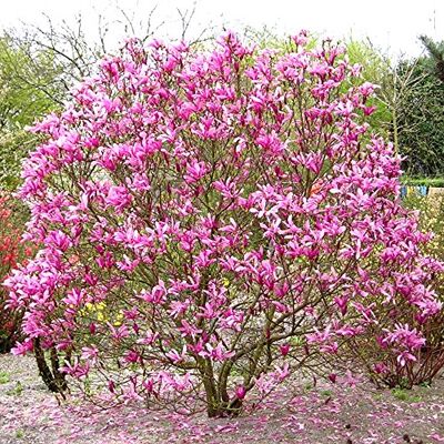 GardenersDream 1 x Magnolie 'Susan' laubabwerfender buschiger Strauch, winterhart, Gartenpflanze im 9cm Topf. GardenersDream 1 x Magnolie 'Susan' laubabwerfender buschiger Strauch, winterhart, Gartenpflanze im 9cm Topf.