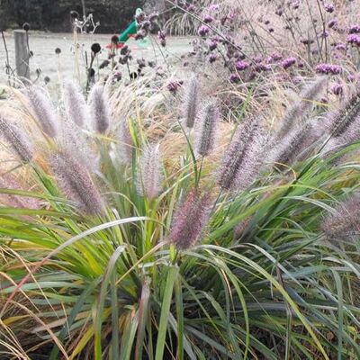 Generic 6 x Lampenputzergras Moudry – Pennisetum alopecuroides 'Moudry' – Winterhartes Ziergras mit Blüten im 9x9 cm Topf (5-10 cm Höhe) – Pflegeleicht & Mehrjährig Generic 6 x Lampenputzergras Moudry – Pennisetum alopecuroides 'Moudry' – Winterhartes Ziergras mit Blüten im 9x9 cm Topf (5-10 cm Höhe) – Pflegeleicht & Mehrjährig