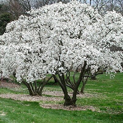 GardenersDream Sternmagnolie Magnolia stellata winterhart Gartenpflanze Winterharte Pflanze für Töpfe, Kübel und Gartenbeete – ideal für saisonale Bepflanzungen im Garten. GardenersDream Sternmagnolie Magnolia stellata winterhart Gartenpflanze Winterharte Pflanze für Töpfe, Kübel und Gartenbeete – ideal für saisonale Bepflanzungen im Garten.