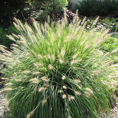 Generic 8 x Lampenputzergras Hameln XL – Pennisetum 'Hameln' – Winterhartes Ziergras im 2L Topf (10-20 cm Höhe) – Kompakt & Pflegeleicht Generic 8 x Lampenputzergras Hameln XL – Pennisetum 'Hameln' – Winterhartes Ziergras im 2L Topf (10-20 cm Höhe) – Kompakt & Pflegeleicht