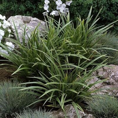 Generic 12 x Carex morrowii 'Variegata' Weißbunte Japan-Segge in 9x9cm Topf Generic 12 x Carex morrowii 'Variegata' Weißbunte Japan-Segge in 9x9cm Topf