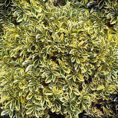 GardenersDream Gardeners Dream Euonymus Japonicus 'Ovatus Aureus' Japanischer Spindel-Strauch Winterhart & Immergrün Winterharte Pflanzen für Garten, Kübel & Balkon im 9 cm Topf Winterharte Sträucher GardenersDream Gardeners Dream Euonymus Japonicus 'Ovatus Aureus' Japanischer Spindel-Strauch Winterhart & Immergrün Winterharte Pflanzen für Garten, Kübel & Balkon im 9 cm Topf Winterharte Sträucher