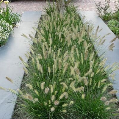 Generic 4 x Lampenputzergras Little Bunny XL – Pennisetum 'Little Bunny' – Winterhartes Ziergras im 2L Topf (10-20 cm Höhe) – Kompakt & Pflegeleicht Generic 4 x Lampenputzergras Little Bunny XL – Pennisetum 'Little Bunny' – Winterhartes Ziergras im 2L Topf (10-20 cm Höhe) – Kompakt & Pflegeleicht