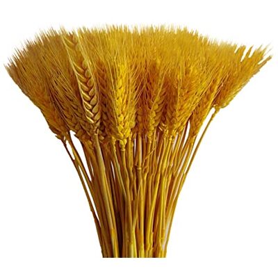 Generic 100 Stück Getrocknete Weizen Natürliche Trocken Weizen Deko Weizenblumen Getrocknetes Weizengras, Künstliche Weizen, Getrocknete Blumen Für Kamin Zuhause Küche Tisch Gold Generic 100 Stück Getrocknete Weizen Natürliche Trocken Weizen Deko Weizenblumen Getrocknetes Weizengras, Künstliche Weizen, Getrocknete Blumen Für Kamin Zuhause Küche Tisch Gold