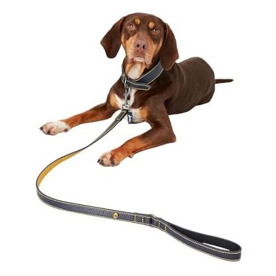 Joules Hundehalsband, Leder, für Herren, Marineblau, Einheitsgröße Joules Hundehalsband, Leder, für Herren, Marineblau, Einheitsgröße