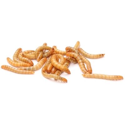 easy Zoo Mehlwürmer lebend 1 kg Lebendfutter für Reptilien, Vögel Vogelfutter, Reptilienfutter Geschmacklos 1 kg easy Zoo Mehlwürmer lebend 1 kg Lebendfutter für Reptilien, Vögel Vogelfutter, Reptilienfutter Geschmacklos 1 kg
