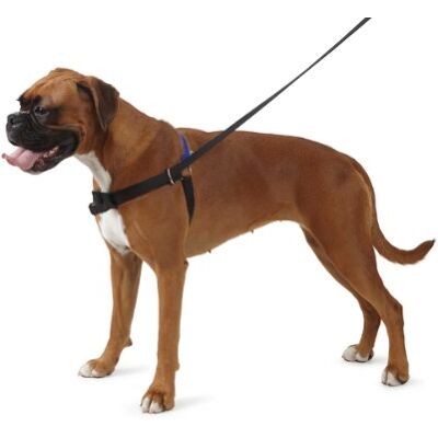 Ancol /Pure-Hunde-Zuhörer – Hundeleine mit Stop-Funktion, zum Stoppen eines ziehenden Hundes, ideal fürs Hundetraining, Hundegurt und Leinen- Set – Kleine Größe (inkl. DVD evtl. nicht in dt. Sprache) Ancol /Pure-Hunde-Zuhörer – Hundeleine mit Stop-Funktion, zum Stoppen eines ziehenden Hundes, ideal fürs Hundetraining, Hundegurt und Leinen- Set – Kleine Größe (inkl. DVD evtl. nicht in dt. Sprache)