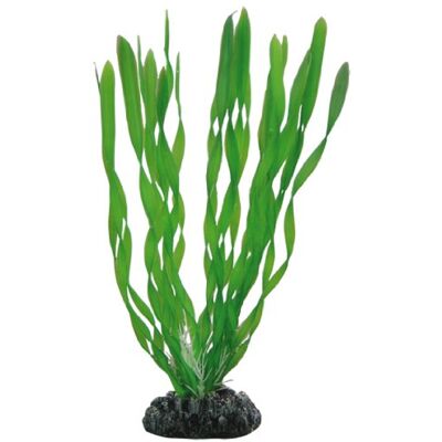 Vallisneria 20 Cm - Aquarienpflanze Vallisneria 20 Cm - Aquarienpflanze