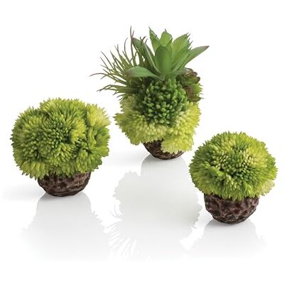biOrb 72683 Korallenball Set grün, 8 x 8 x 9 cm Aquarien-Dekoration, Deko-Element für Aquarium, naturnahe Aquarienpflanze biOrb 72683 Korallenball Set grün, 8 x 8 x 9 cm Aquarien-Dekoration, Deko-Element für Aquarium, naturnahe Aquarienpflanze