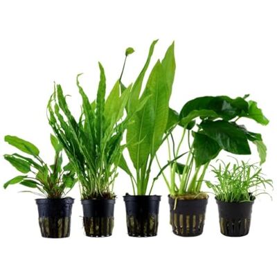 AquaOne Aquarium Pflanzen 5 pflegeleichten Wasserpflanzen Starter Set für Anfänger, Einsteiger Aquarienpflanzen, Langsam wachsende Anubias Microsorum AquaOne Aquarium Pflanzen 5 pflegeleichten Wasserpflanzen Starter Set für Anfänger, Einsteiger Aquarienpflanzen, Langsam wachsende Anubias Microsorum