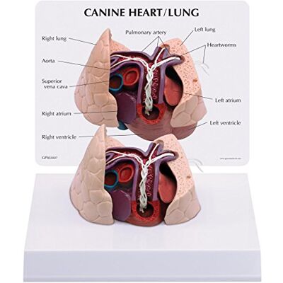 3B Scientific GPI Anatomicals W33376 Hund Herz und Lungenmodell 3B Scientific GPI Anatomicals W33376 Hund Herz und Lungenmodell