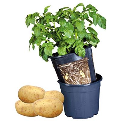 Esschert Design Kartoffeltopf blau Esschert Design Kartoffeltopf blau