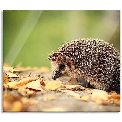 Pixxprint Igel im Laub Herdabdeckplatte & Spritzschutz aus Echtglas Für Herd-Kochfelder 60x52 cm Pixxprint Igel im Laub Herdabdeckplatte & Spritzschutz aus Echtglas Für Herd-Kochfelder 60x52 cm