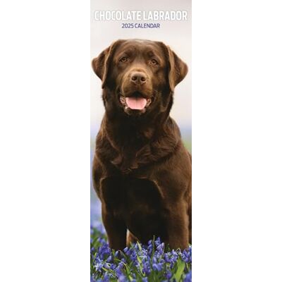 Magnet & Steel Labrador Chocolate Kalender 2025, schmaler Kalender Magnet & Steel Labrador Chocolate Kalender 2025, schmaler Kalender