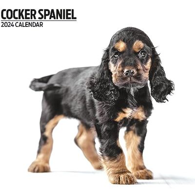 Magnet & Steel Cocker Spaniel Modern Kalender 2024 Magnet & Steel Cocker Spaniel Modern Kalender 2024