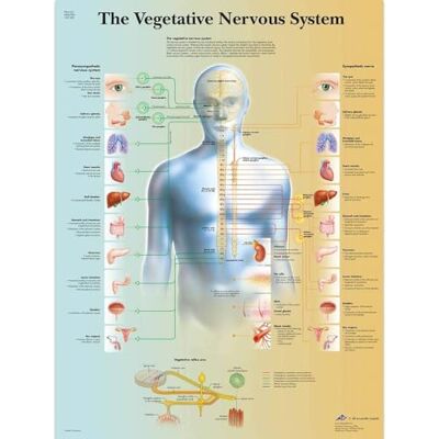 3B Scientific – Laminierte Autonomes Nervensystem Tafel – UV- & Staubgeschütztes Anatomieposter für Studium, Lehre & Kliniken 3B Scientific – Laminierte Autonomes Nervensystem Tafel – UV- & Staubgeschütztes Anatomieposter für Studium, Lehre & Kliniken