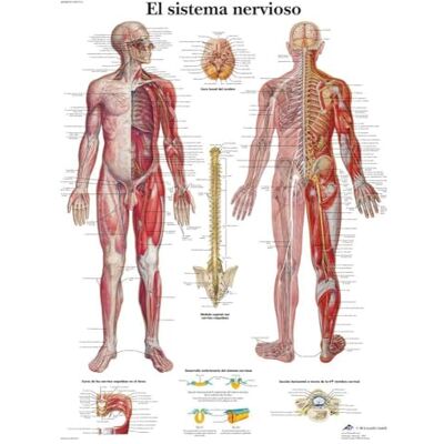 3B Scientific – Laminierte Menschliches Nervensystem Tafel – UV- & Staubgeschütztes Anatomieposter für Studium, Lehre & Kliniken 3B Scientific – Laminierte Menschliches Nervensystem Tafel – UV- & Staubgeschütztes Anatomieposter für Studium, Lehre & Kliniken