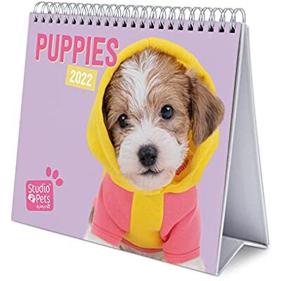 Grupo Erik Tischkalender 2022 Studio Pets Hunde Kalender 2022 Tischkalender Tischplaner 2022 Planer 2022, CS22013, Lila Grupo Erik Tischkalender 2022 Studio Pets Hunde Kalender 2022 Tischkalender Tischplaner 2022 Planer 2022, CS22013, Lila