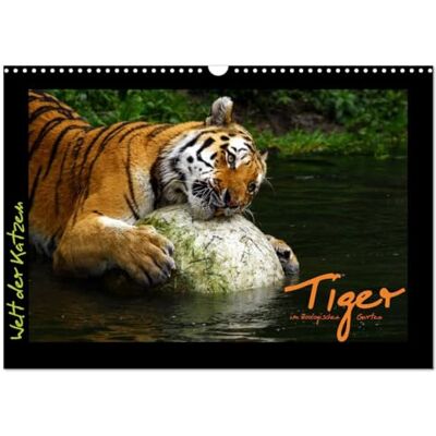 CALVENDO World of cats Tigers (Wall Calendar 2026 DIN A3 Landscape), 12 Month Wall Calendar CALVENDO World of cats Tigers (Wall Calendar 2026 DIN A3 Landscape), 12 Month Wall Calendar