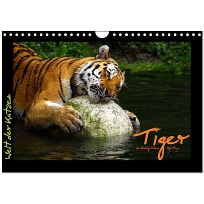CALVENDO World of cats Tigers (Wall Calendar 2026 DIN A4 Landscape), 12 Month Wall Calendar CALVENDO World of cats Tigers (Wall Calendar 2026 DIN A4 Landscape), 12 Month Wall Calendar