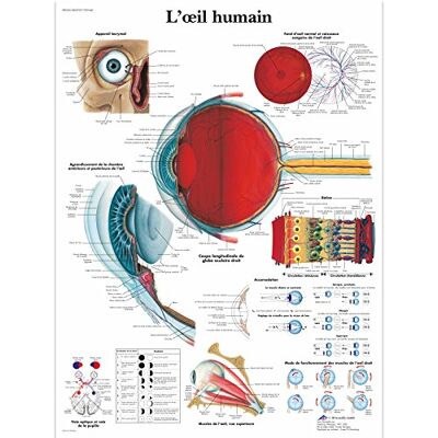 3B Scientific – Laminierte Menschliches Auge Tafel – UV- & Staubgeschütztes Anatomieposter für Studium, Lehre & Kliniken 3B Scientific – Laminierte Menschliches Auge Tafel – UV- & Staubgeschütztes Anatomieposter für Studium, Lehre & Kliniken