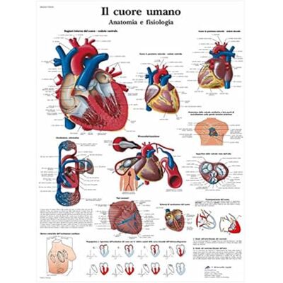 3B Scientific – Laminierte Menschliches Herz Tafel – Anatomie & Physiologie – UV- & Staubgeschütztes Poster für Studium, Lehre & Kliniken 3B Scientific – Laminierte Menschliches Herz Tafel – Anatomie & Physiologie – UV- & Staubgeschütztes Poster für Studium, Lehre & Kliniken