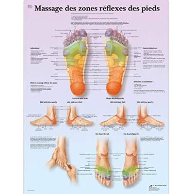 3B Scientific Fußreflexzonen-Tafel, französisch, Anatomieposter aus Papier, Reflexzonen-Wandkarte für Massagetherapie, Reflexologie, Studierende & medizinische Ausbildung 3B Scientific Fußreflexzonen-Tafel, französisch, Anatomieposter aus Papier, Reflexzonen-Wandkarte für Massagetherapie, Reflexologie, Studierende & medizinische Ausbildung