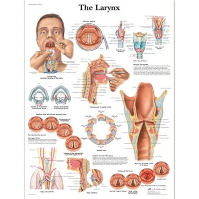 3B Scientific – Laminierte Menschlicher Kehlkopf Tafel – UV- & Staubgeschütztes Anatomieposter für Studium, Lehre & Kliniken 3B Scientific – Laminierte Menschlicher Kehlkopf Tafel – UV- & Staubgeschütztes Anatomieposter für Studium, Lehre & Kliniken