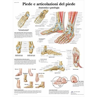 3B Scientific – Laminierte Fuß & Knöchel Tafel – Anatomie & Pathologie – UV- & Staubgeschütztes Poster für Studium, Lehre & Kliniken 3B Scientific – Laminierte Fuß & Knöchel Tafel – Anatomie & Pathologie – UV- & Staubgeschütztes Poster für Studium, Lehre & Kliniken