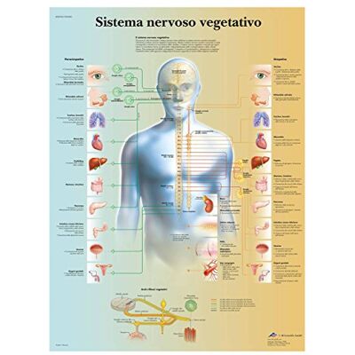 3B Scientific – Laminierte Autonomes Nervensystem Tafel – UV- & Staubgeschütztes Anatomieposter für Studium, Lehre & Kliniken 3B Scientific – Laminierte Autonomes Nervensystem Tafel – UV- & Staubgeschütztes Anatomieposter für Studium, Lehre & Kliniken