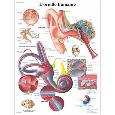 3B Scientific – Laminierte Menschliches Ohr Tafel – UV- & Staubgeschütztes Anatomieposter für Studium, Lehre & Kliniken 3B Scientific – Laminierte Menschliches Ohr Tafel – UV- & Staubgeschütztes Anatomieposter für Studium, Lehre & Kliniken
