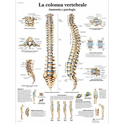 3B Scientific – Laminierte Menschliche Wirbelsäule Tafel – Anatomie & Pathologie – UV- & Staubgeschütztes Poster für Studium, Lehre & Kliniken 3B Scientific – Laminierte Menschliche Wirbelsäule Tafel – Anatomie & Pathologie – UV- & Staubgeschütztes Poster für Studium, Lehre & Kliniken
