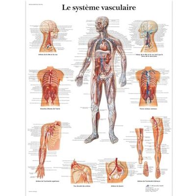 3B Scientific – Laminierte Menschliches Gefäßsystem Tafel – UV- & Staubgeschütztes Anatomieposter für Studium, Lehre & Kliniken 3B Scientific – Laminierte Menschliches Gefäßsystem Tafel – UV- & Staubgeschütztes Anatomieposter für Studium, Lehre & Kliniken