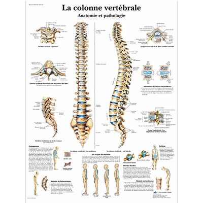 3B Scientific – Laminierte Menschliche Wirbelsäule Tafel – Anatomie & Pathologie – UV- & Staubgeschütztes Poster für Studium, Lehre & Kliniken 3B Scientific – Laminierte Menschliche Wirbelsäule Tafel – Anatomie & Pathologie – UV- & Staubgeschütztes Poster für Studium, Lehre & Kliniken