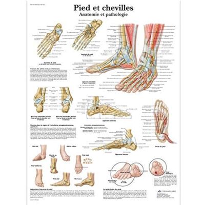 3B Scientific – Laminierte Fuß & Knöchel Tafel – Anatomie & Pathologie – UV- & Staubgeschütztes Poster für Studium, Lehre & Kliniken 3B Scientific – Laminierte Fuß & Knöchel Tafel – Anatomie & Pathologie – UV- & Staubgeschütztes Poster für Studium, Lehre & Kliniken