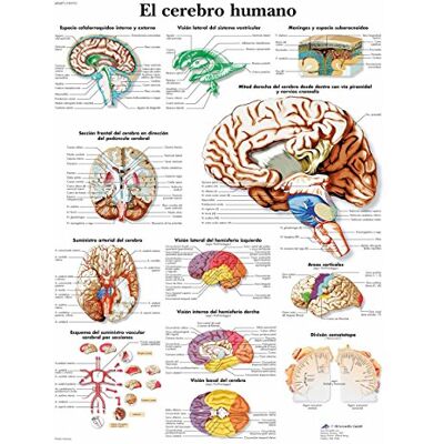 3B Scientific – Laminierte Menschliches Gehirn Tafel – UV- & Staubgeschütztes Anatomieposter für Studium, Lehre & Kliniken 3B Scientific – Laminierte Menschliches Gehirn Tafel – UV- & Staubgeschütztes Anatomieposter für Studium, Lehre & Kliniken