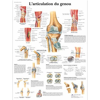 3B Scientific – Laminierte Kniegelenk Tafel – Anatomie & Pathologie – UV- & Staubgeschütztes Poster für Studium, Lehre & Kliniken 3B Scientific – Laminierte Kniegelenk Tafel – Anatomie & Pathologie – UV- & Staubgeschütztes Poster für Studium, Lehre & Kliniken