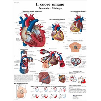 3B Scientific Anatomietafel des menschlichen Herzens und seiner Physiologie, italienisches Anatomieposter aus Papier, detaillierte Wandtafel des Herz-Kreislauf-Systems für Medizinstudierende 3B Scientific Anatomietafel des menschlichen Herzens und seiner Physiologie, italienisches Anatomieposter aus Papier, detaillierte Wandtafel des Herz-Kreislauf-Systems für Medizinstudierende