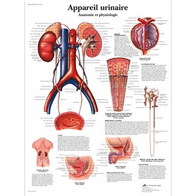 3B Scientific – Laminierte Menschliches Harnsystem Tafel – Anatomie & Physiologie – UV- & Staubgeschütztes Poster für Studium, Lehre & Kliniken 3B Scientific – Laminierte Menschliches Harnsystem Tafel – Anatomie & Physiologie – UV- & Staubgeschütztes Poster für Studium, Lehre & Kliniken