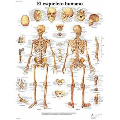 3B Scientific – Laminierte Menschliches Skelett Tafel – UV- & Staubgeschütztes Anatomieposter für Studium, Lehre & Kliniken 3B Scientific – Laminierte Menschliches Skelett Tafel – UV- & Staubgeschütztes Anatomieposter für Studium, Lehre & Kliniken