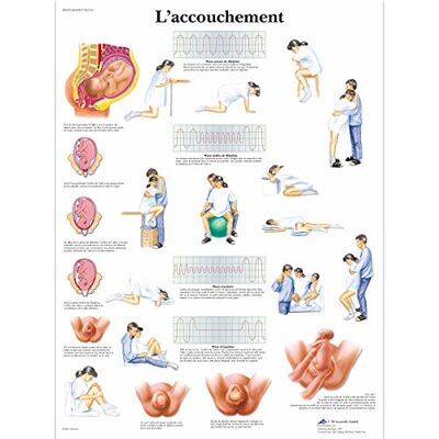 3B Scientific – Laminierte Geburt Tafel – UV- & Staubgeschütztes Anatomieposter für Studium, Lehre & Kliniken 3B Scientific – Laminierte Geburt Tafel – UV- & Staubgeschütztes Anatomieposter für Studium, Lehre & Kliniken